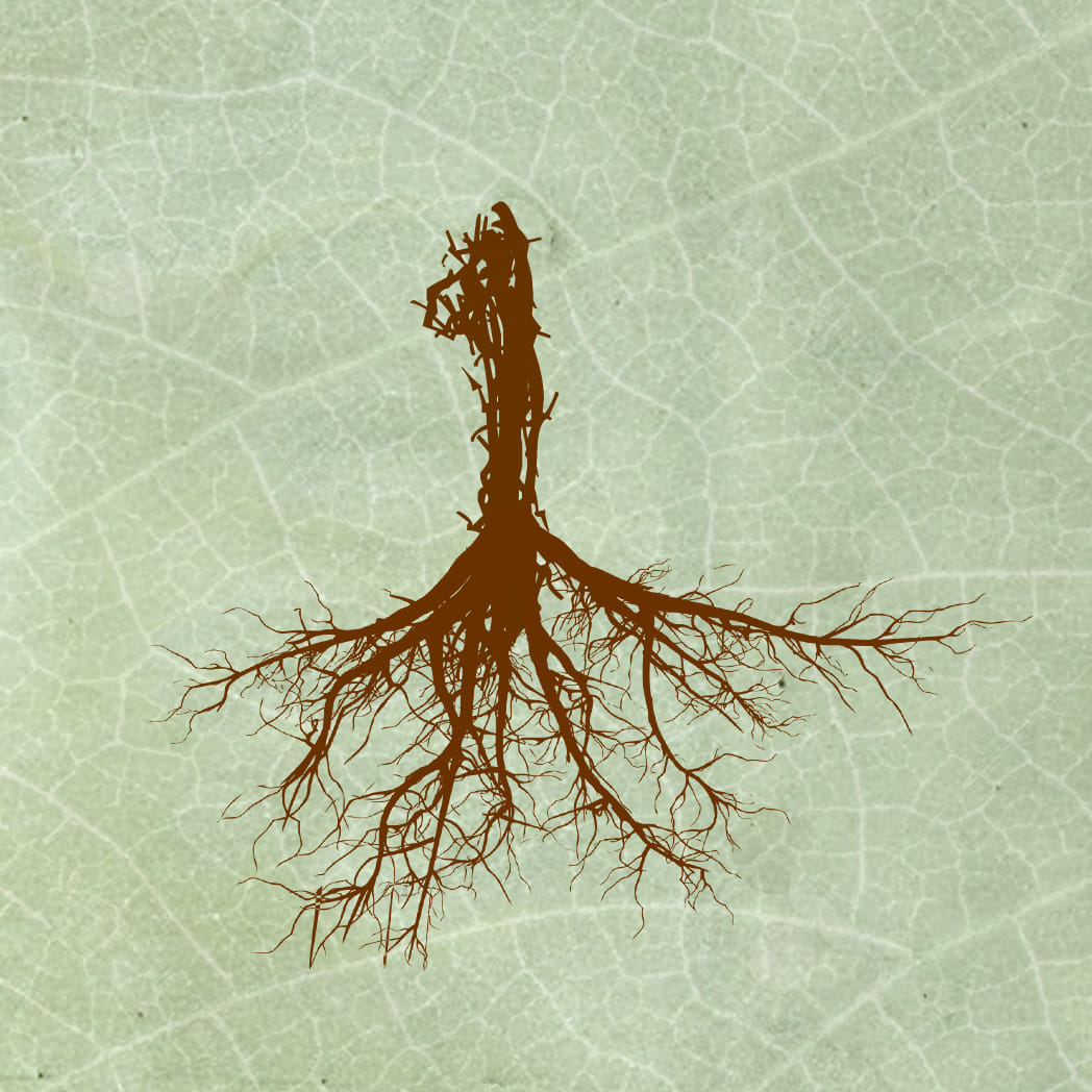 Biophilia, International Film Festival